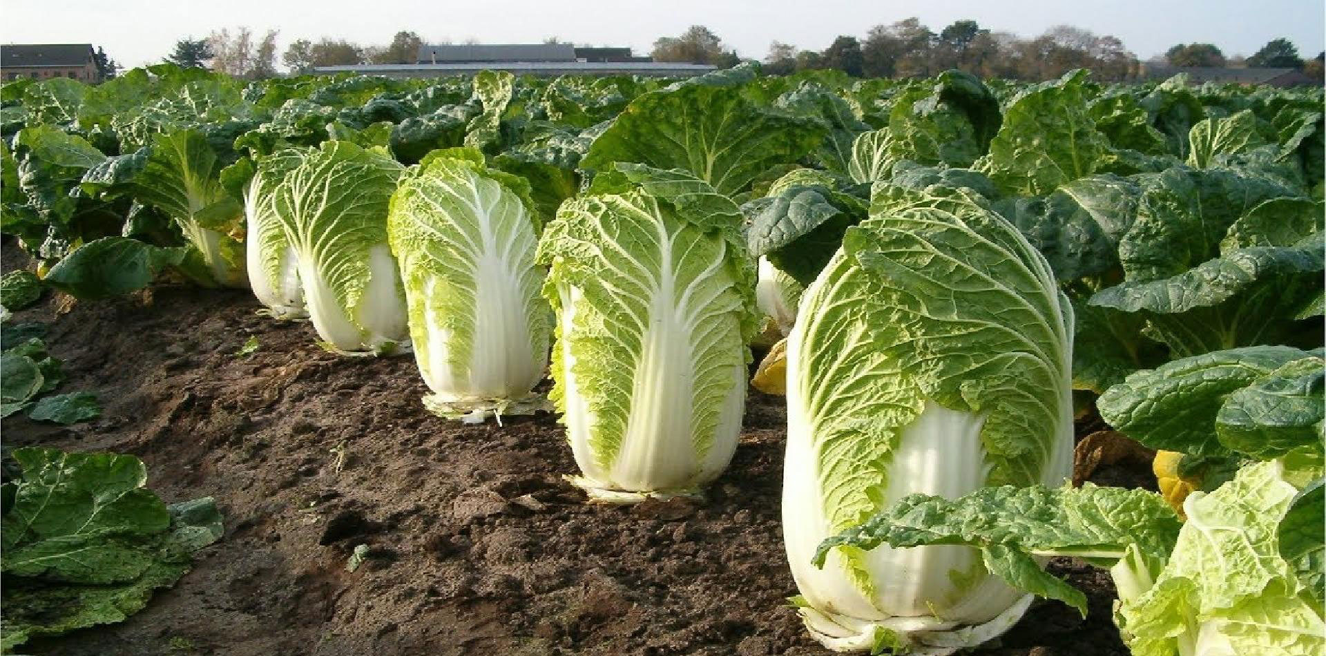korean napa cabbage for korean kimchi